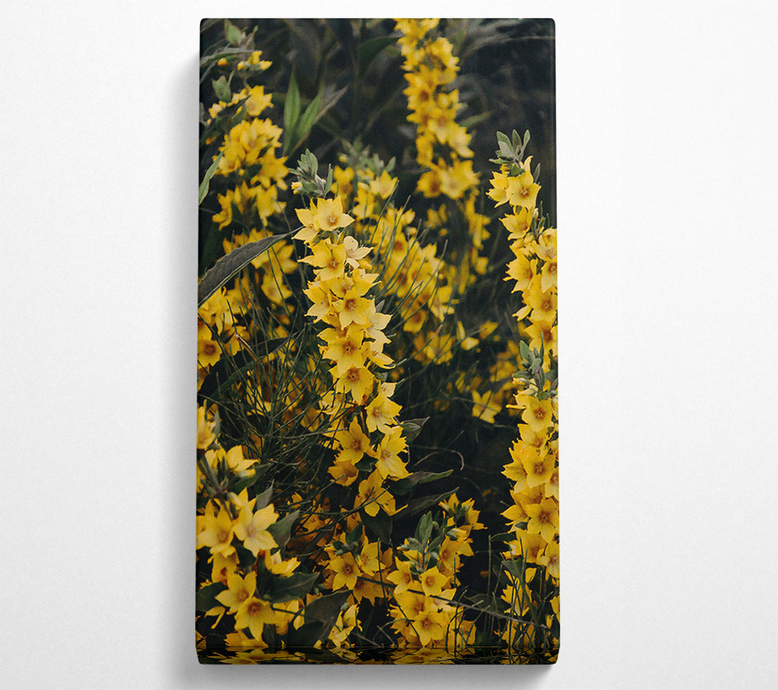  A Canvas Print of Golden Summer Blossoms Canvas Print