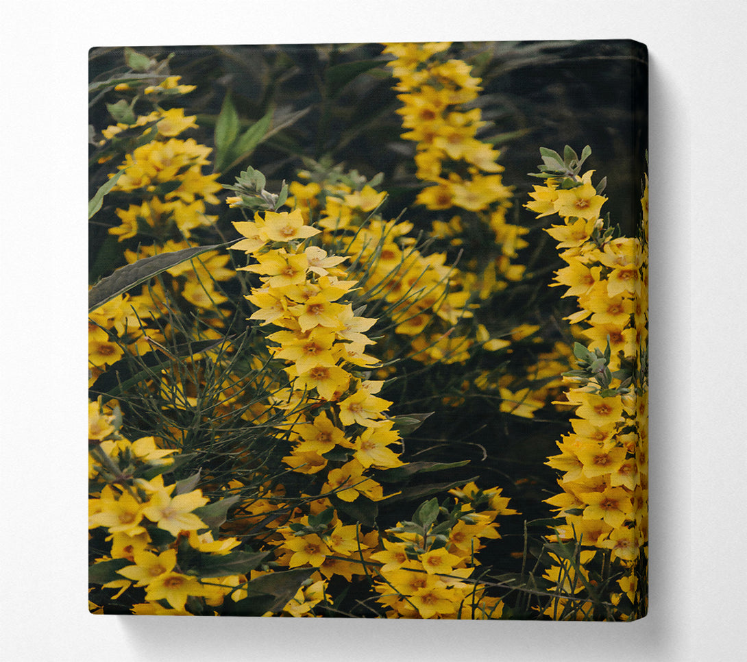  A Canvas Print of Golden Summer Blossoms Canvas Print