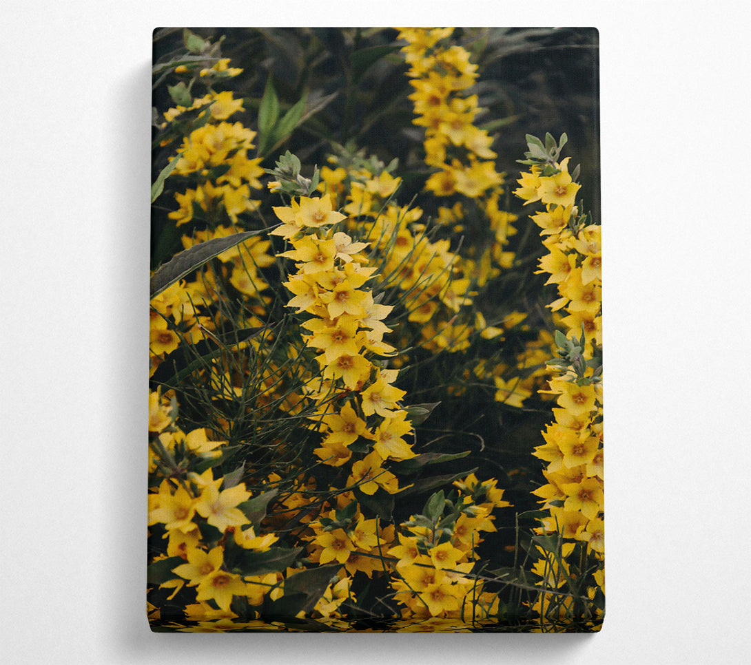  A Canvas Print of Golden Summer Blossoms Canvas Print