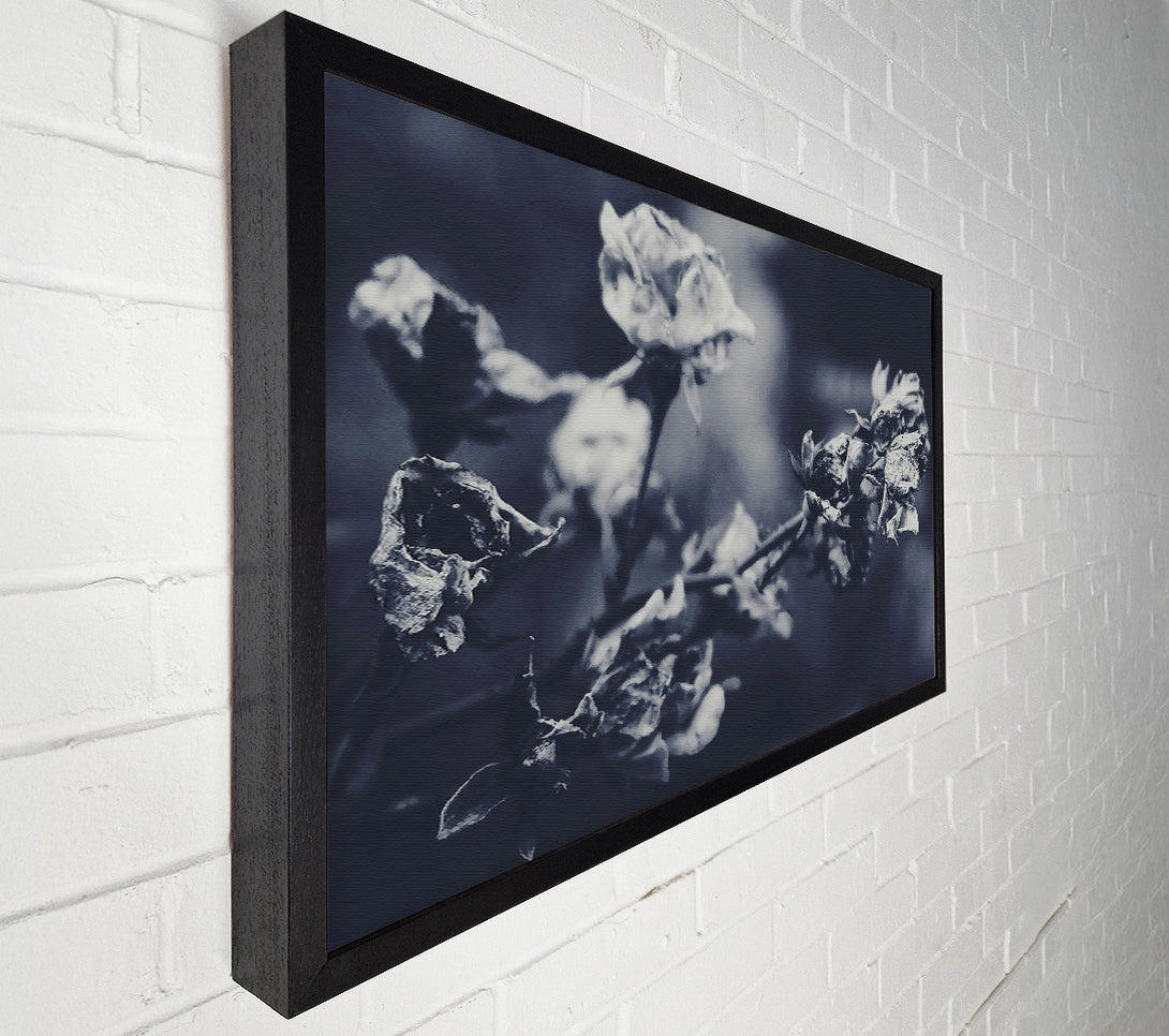  A Canvas Print of Indigo Rose Fade Canvas Print