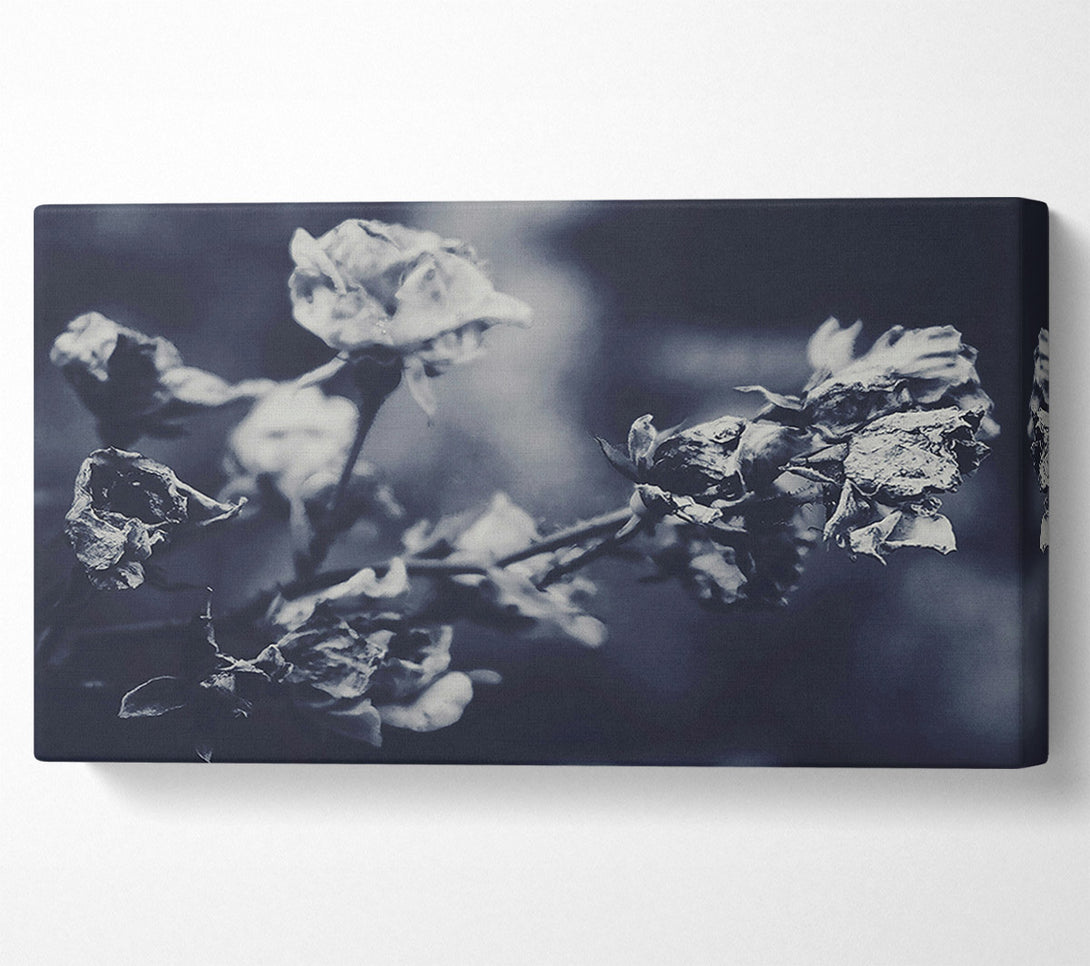  A Canvas Print of Indigo Rose Fade Canvas Print