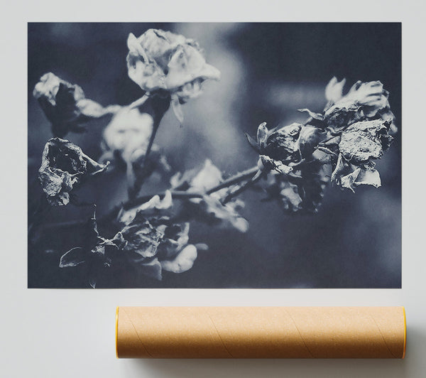 Indigo Rose Fade Poster