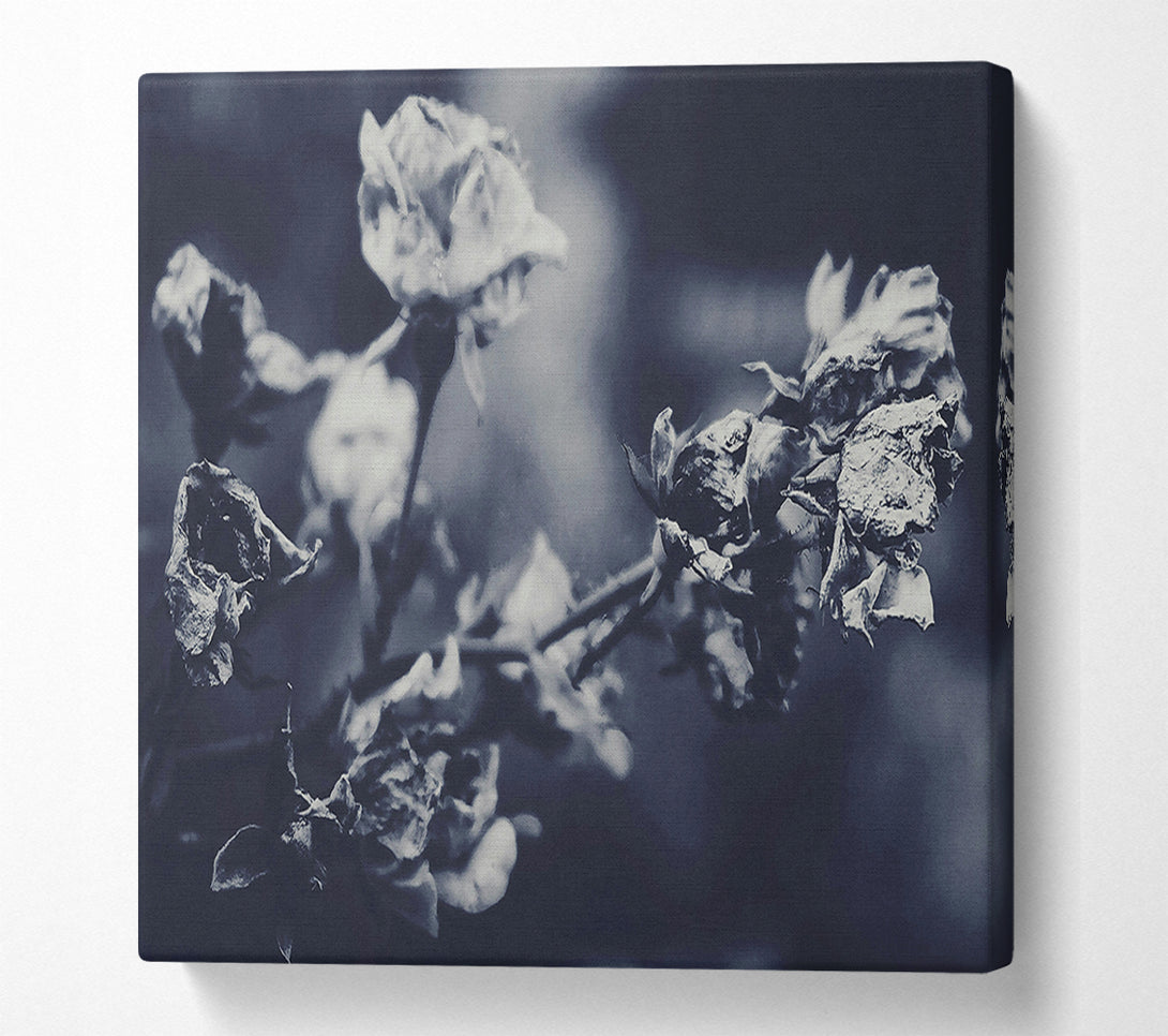  A Canvas Print of Indigo Rose Fade Canvas Print