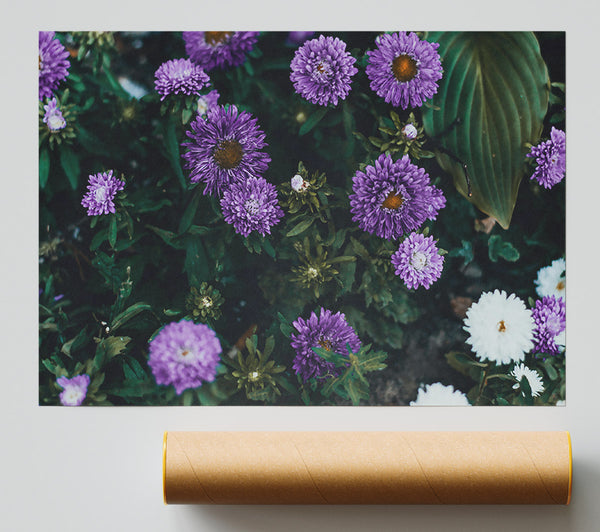 Purple Bloom Burst Print