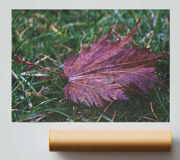 Crimson Autumn Leaf Giclee Print