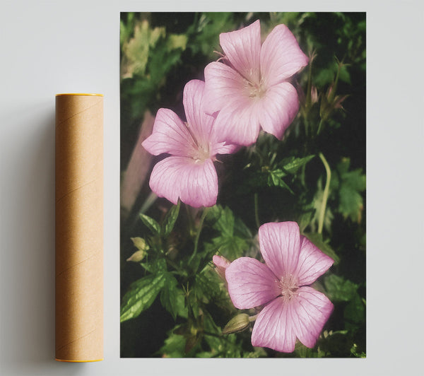 Soft Pink Bloom Poster