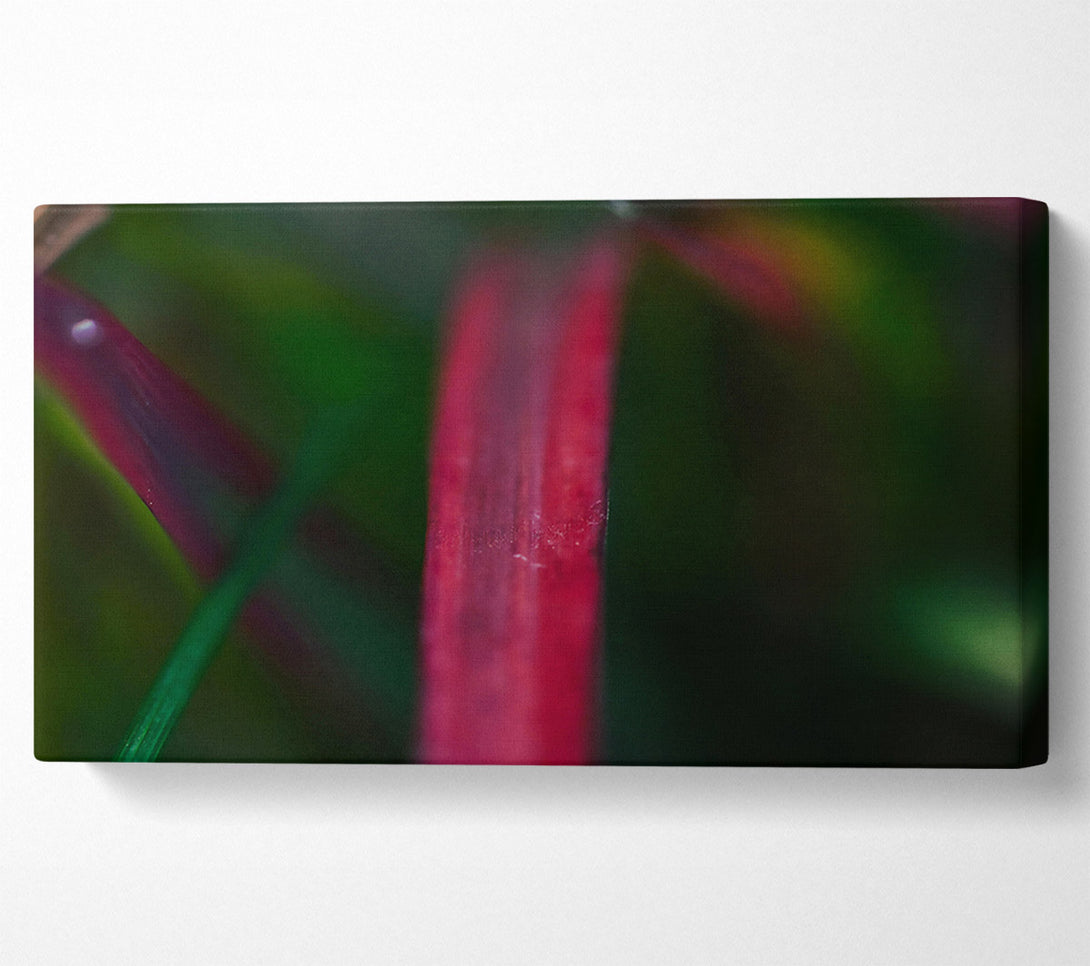  A Canvas Print of Crimson Blade Of Grass Canvas Wall Art