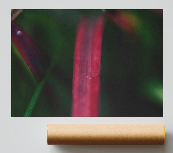 Crimson Blade Of Grass Poster