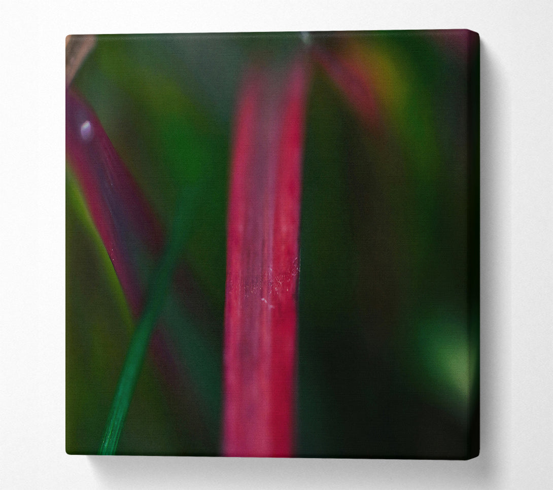  A Canvas Print of Crimson Blade Of Grass Canvas Wall Art
