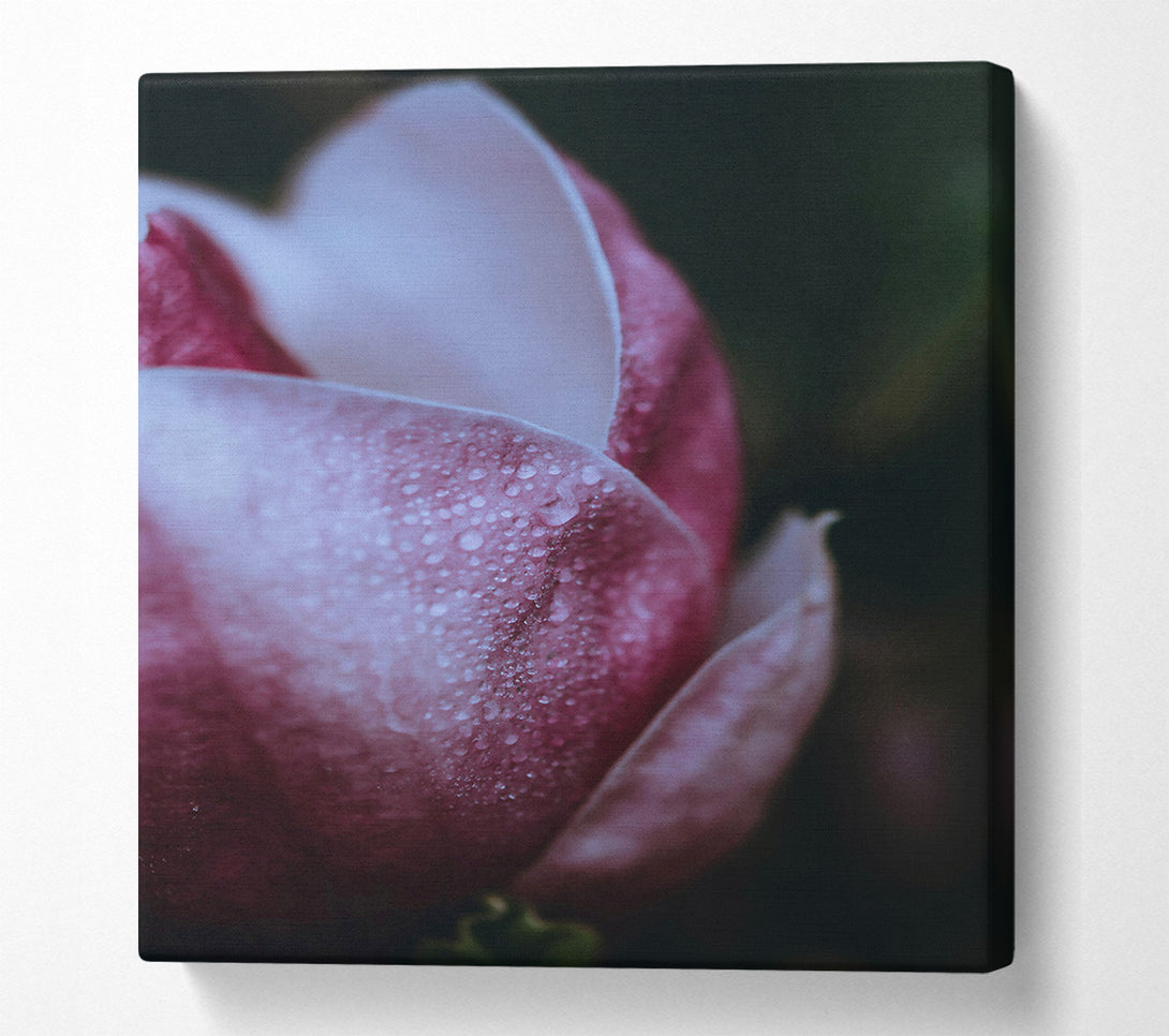 A Canvas Print of Crimson Dew Drop Bloom Canvas Print