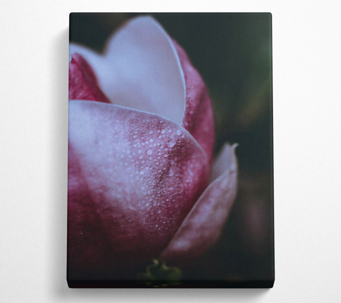  A Canvas Print of Crimson Dew Drop Bloom Canvas Print