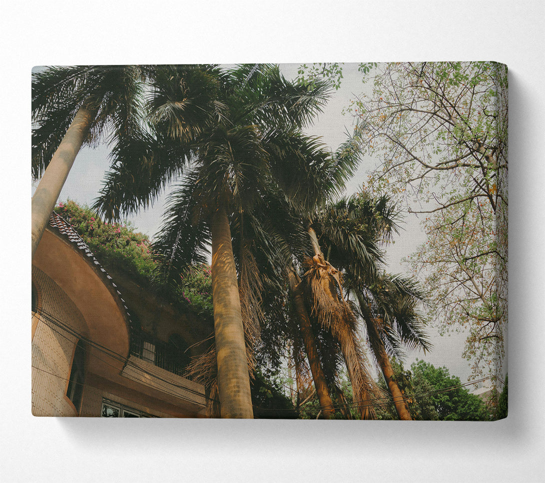  A Canvas Print of Golden Palm Trees Canvas Art