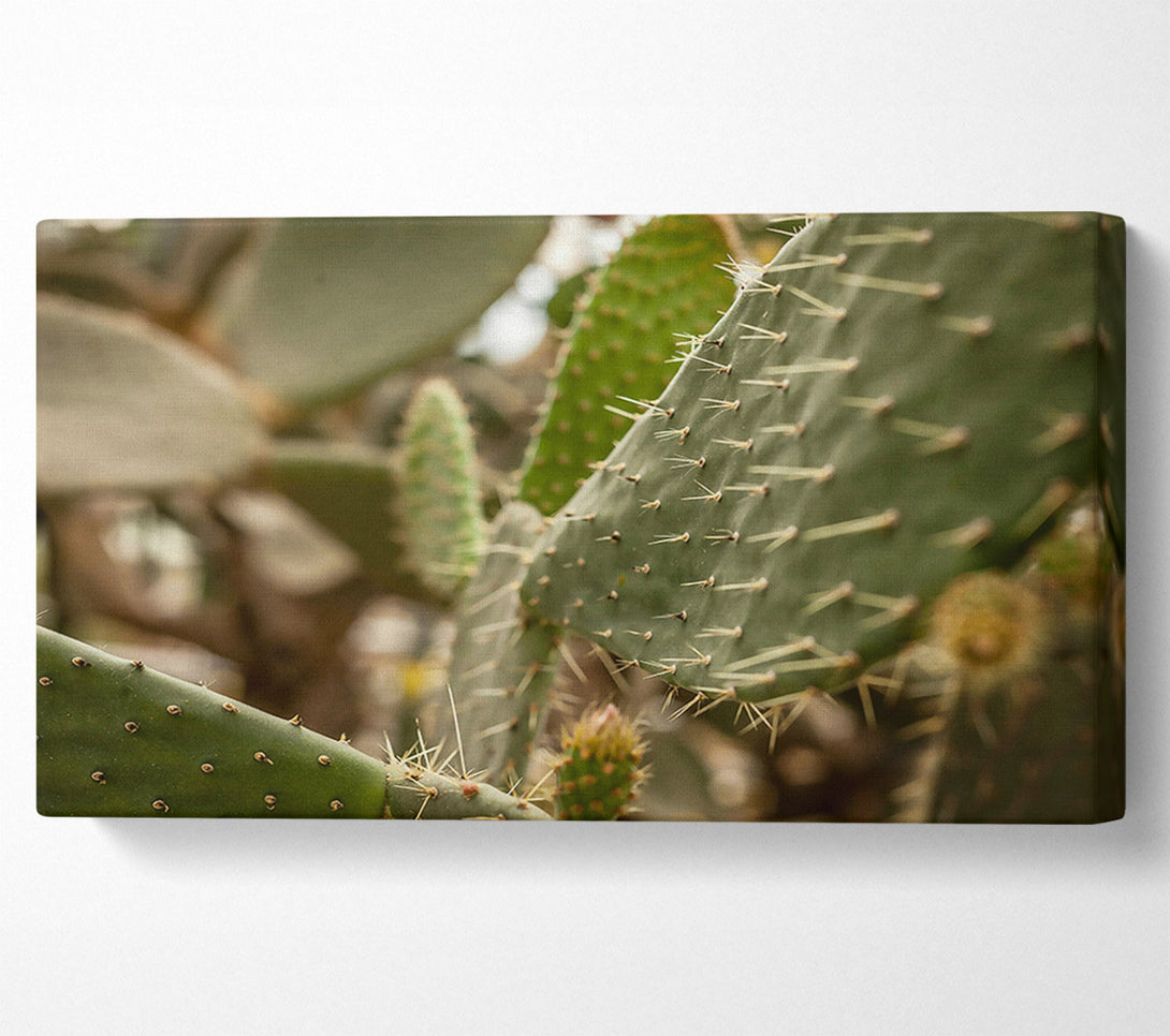  A Canvas Print of Green Cactus Spines Canvas Print