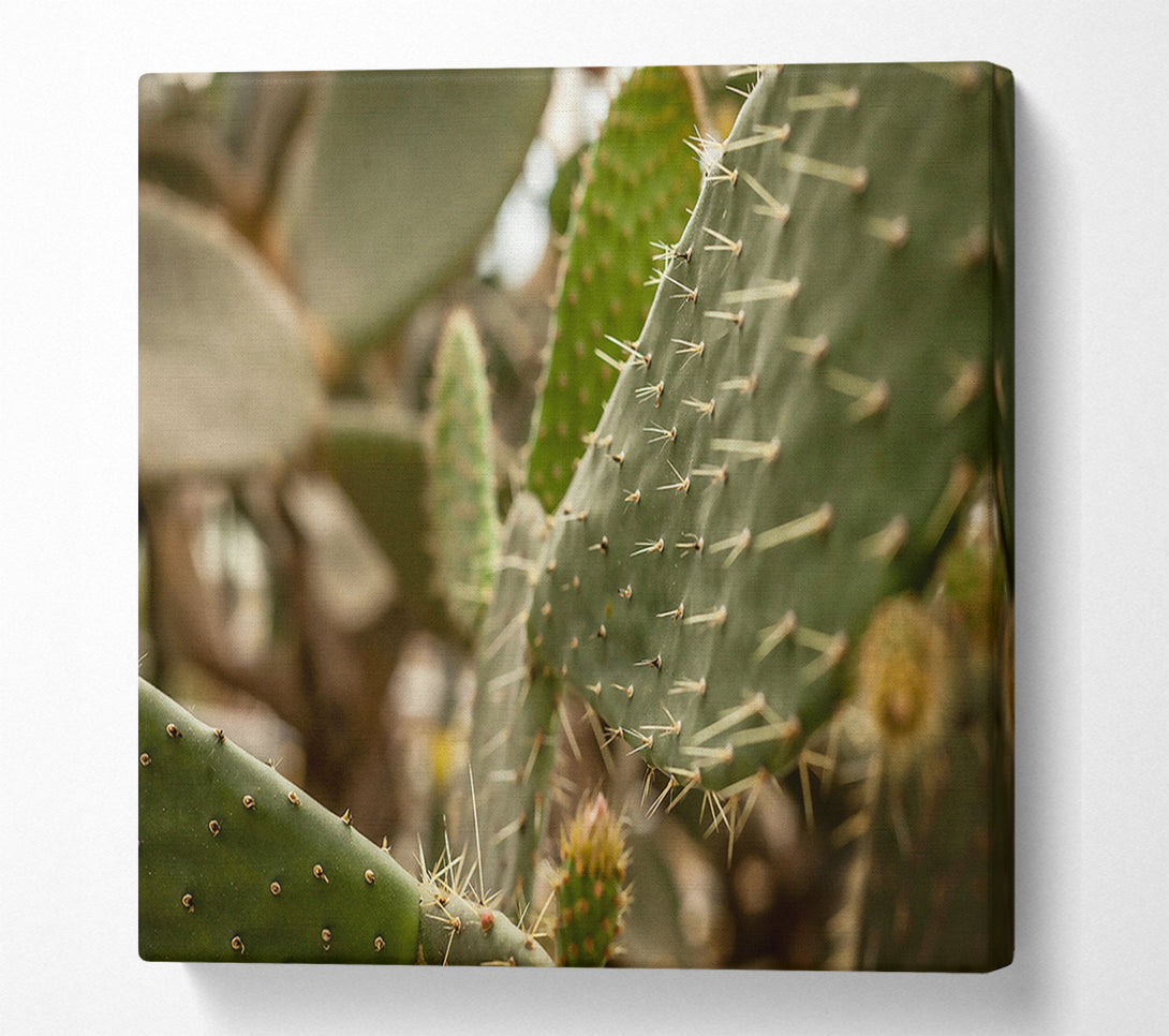  A Canvas Print of Green Cactus Spines Canvas Print
