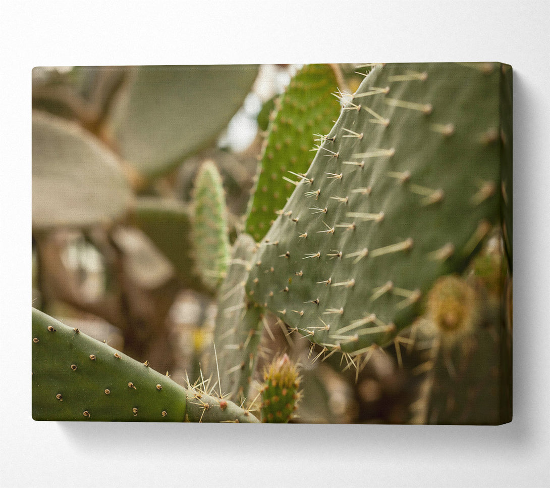  A Canvas Print of Green Cactus Spines Canvas Print