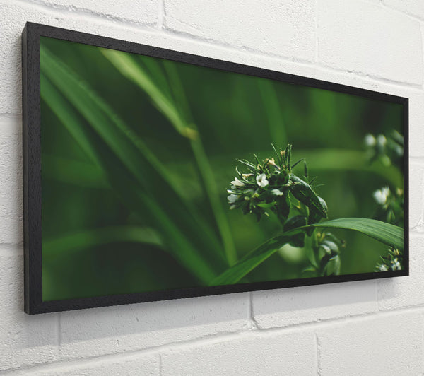 Emerald White Blooms.