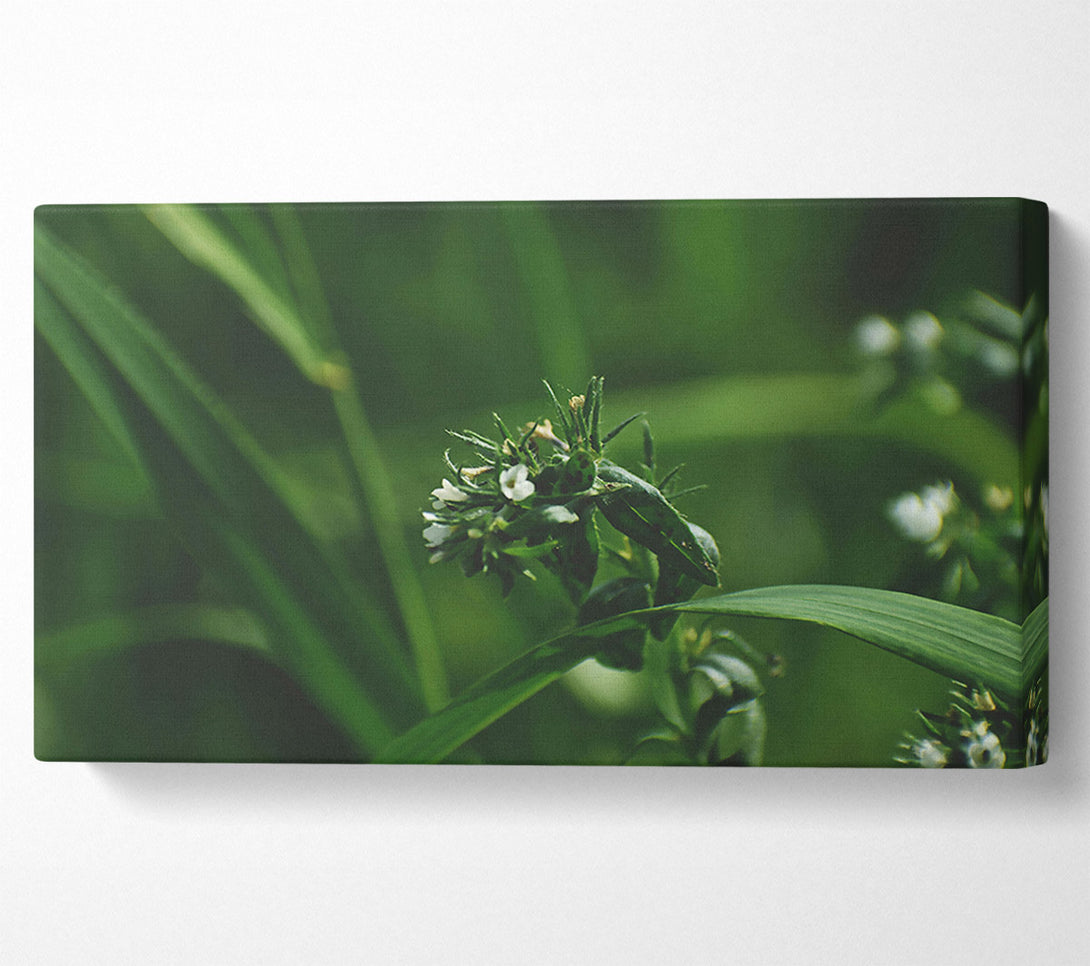  A Canvas Print of Emerald White Blooms. Canvas Wall Art