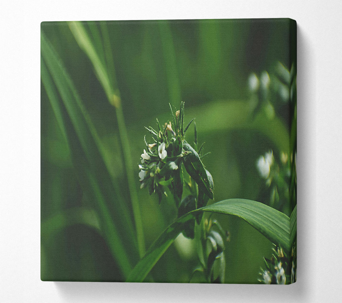  A Canvas Print of Emerald White Blooms. Canvas Wall Art