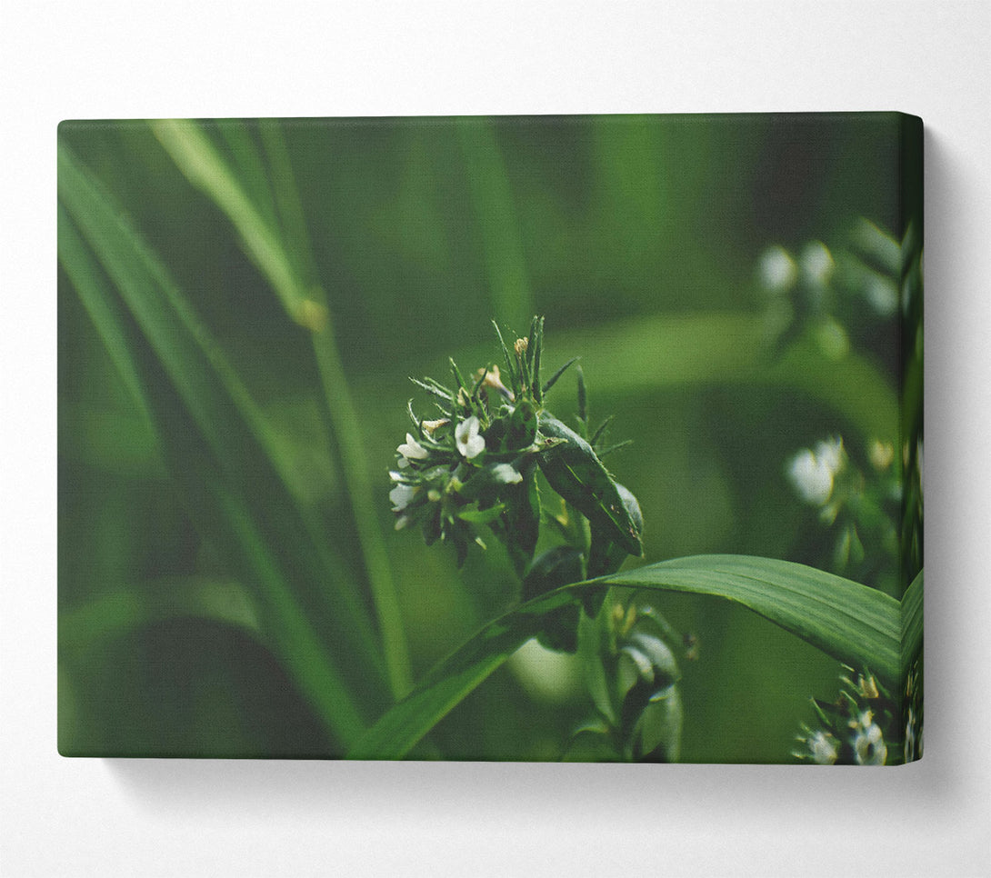  A Canvas Print of Emerald White Blooms. Canvas Wall Art