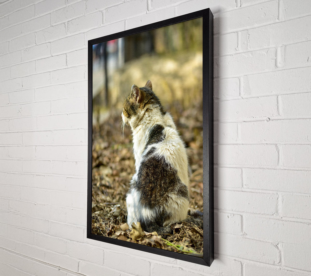  A Canvas Print of White Tabby Sitting Canvas Wall Art