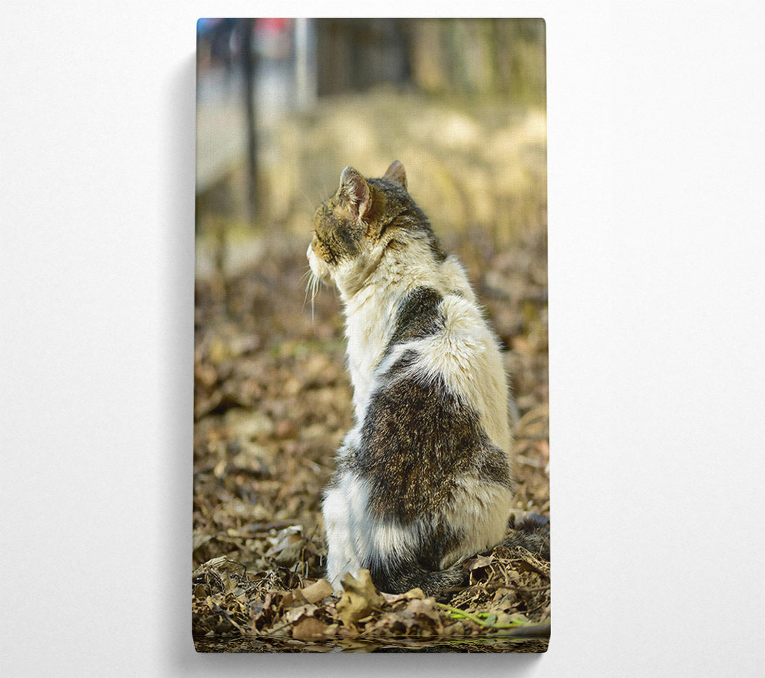  A Canvas Print of White Tabby Sitting Canvas Wall Art
