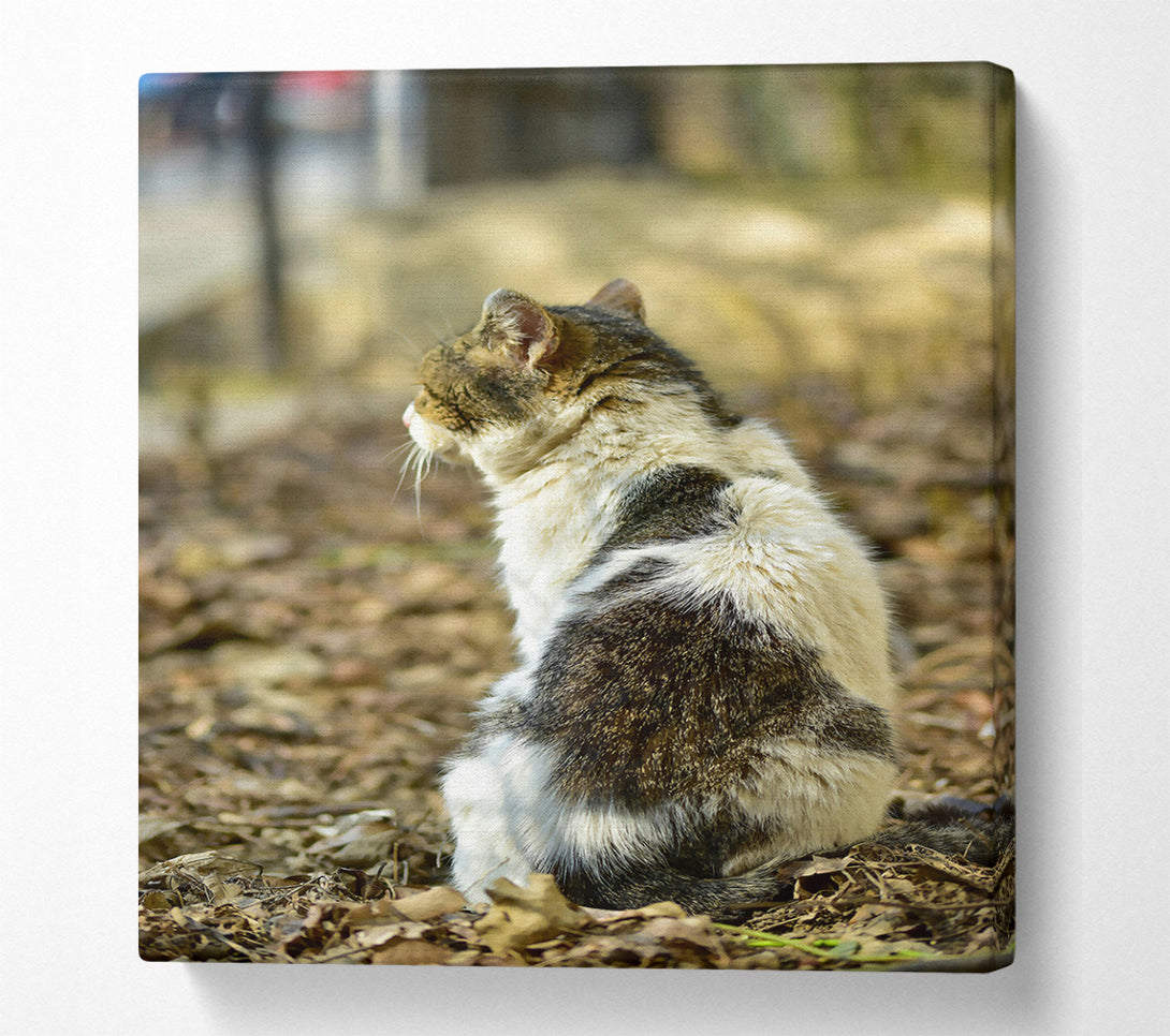  A Canvas Print of White Tabby Sitting Canvas Wall Art