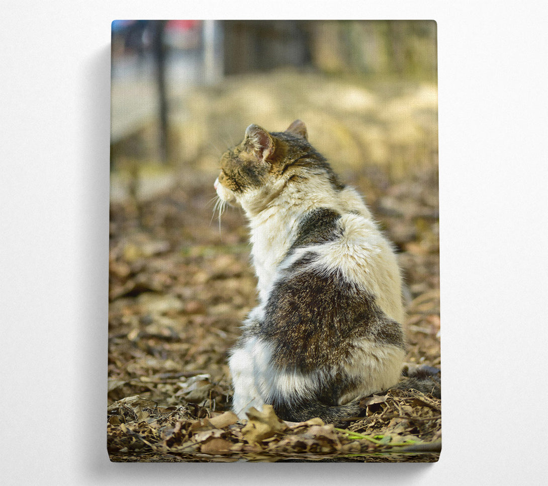  A Canvas Print of White Tabby Sitting Canvas Wall Art