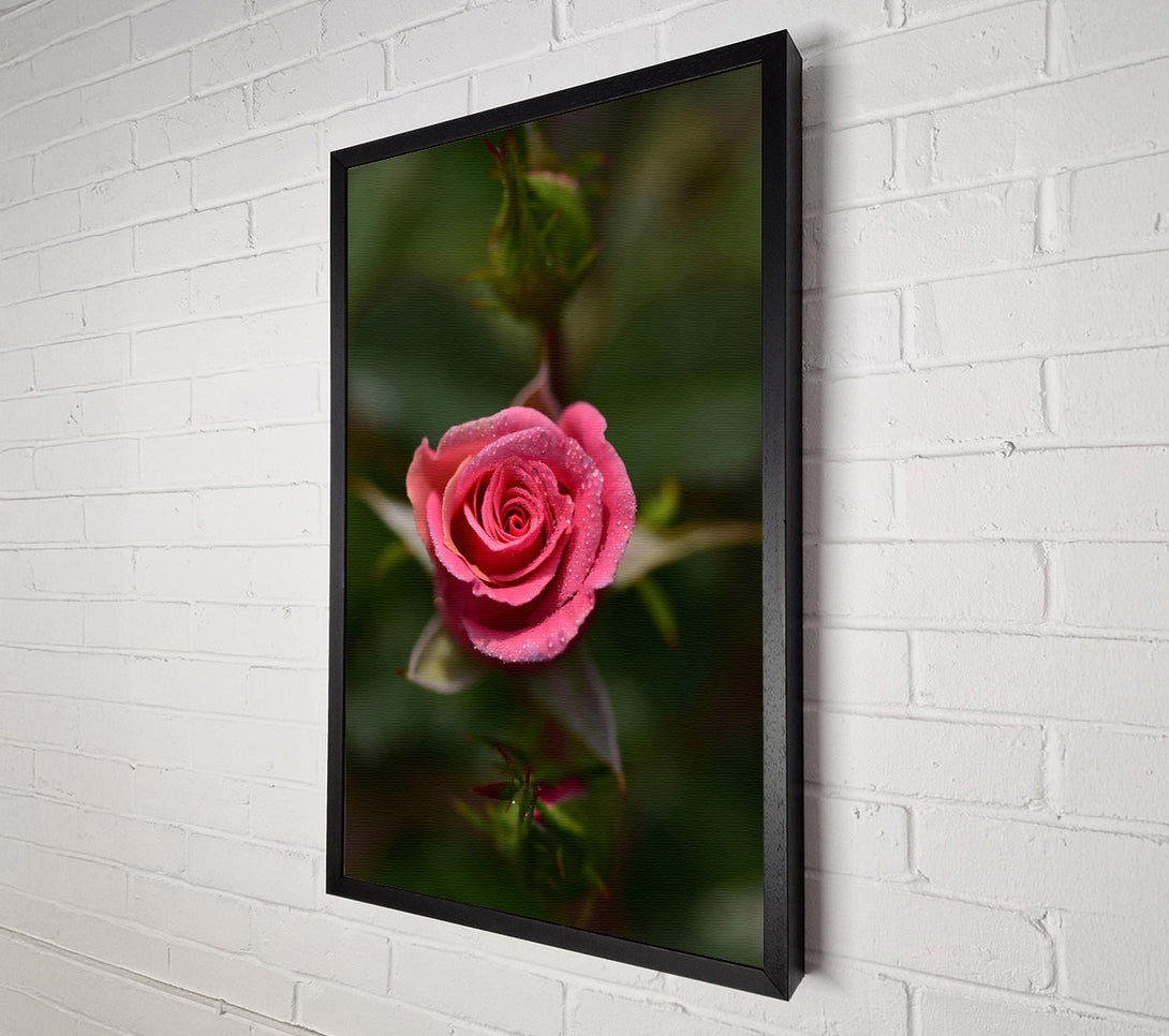  A Canvas Print of Pink Dewdrop Rose Canvas Art