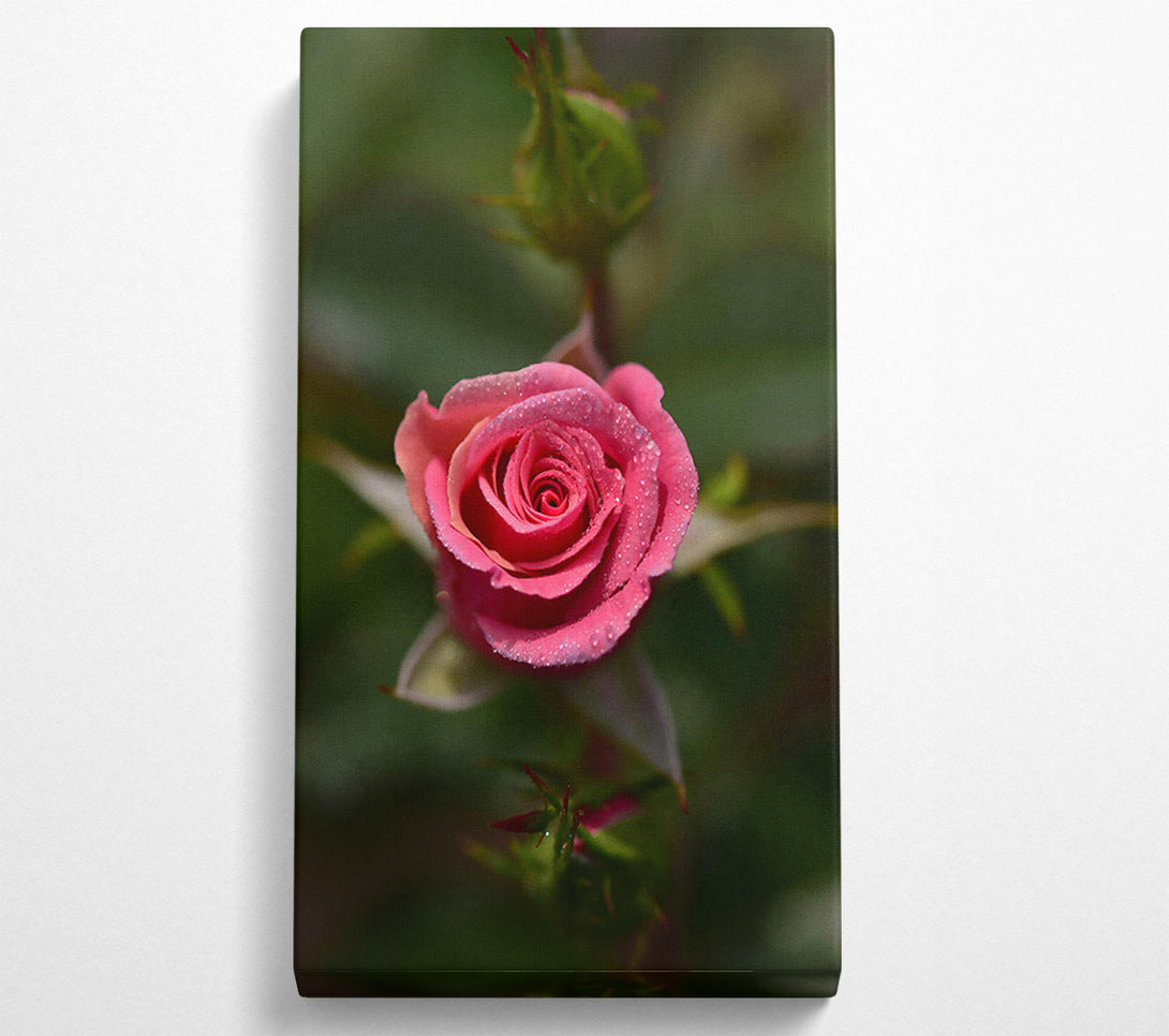  A Canvas Print of Pink Dewdrop Rose Canvas Art