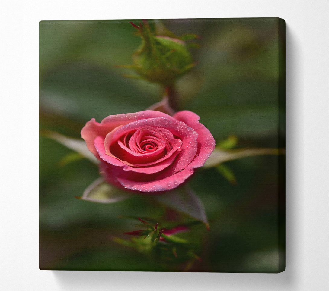  A Canvas Print of Pink Dewdrop Rose Canvas Art