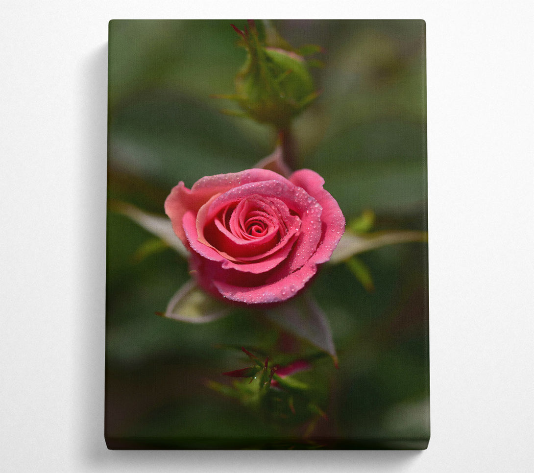  A Canvas Print of Pink Dewdrop Rose Canvas Art