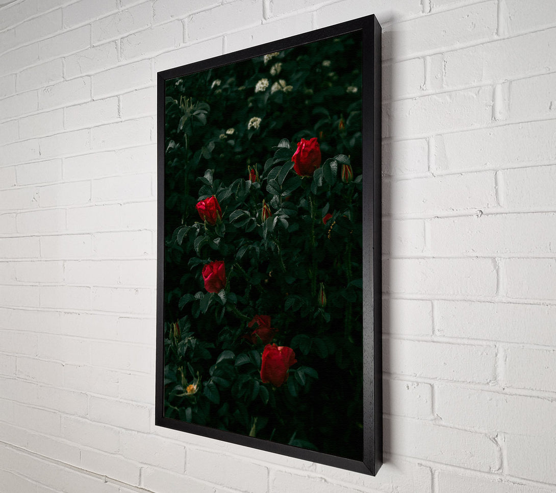  A Canvas Print of Crimson Rose Bloom Canvas Print