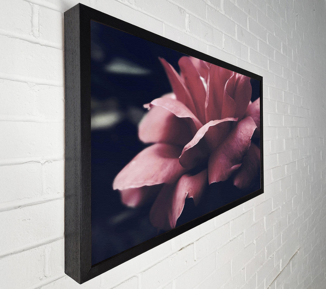  A Canvas Print of Crimson Rose Embrace Canvas Print