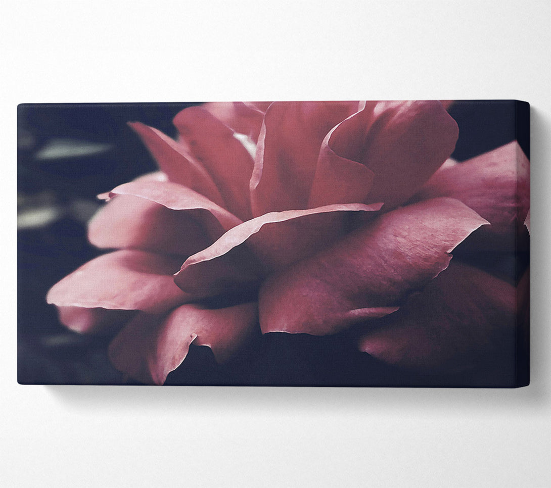  A Canvas Print of Crimson Rose Embrace Canvas Print