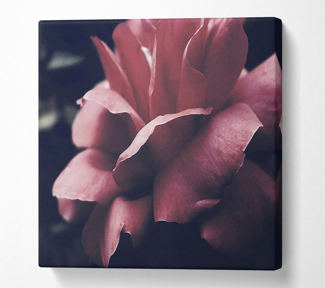  A Canvas Print of Crimson Rose Embrace Canvas Print