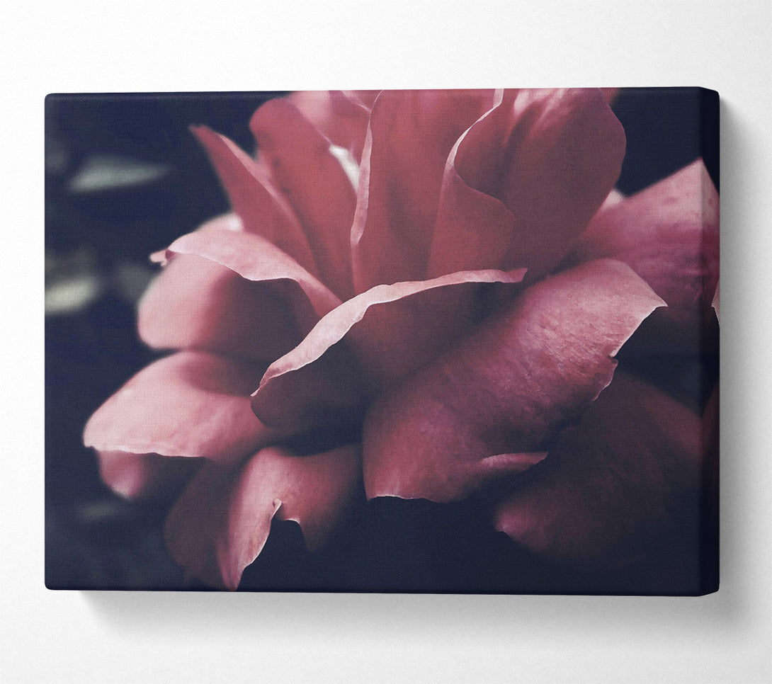  A Canvas Print of Crimson Rose Embrace Canvas Print
