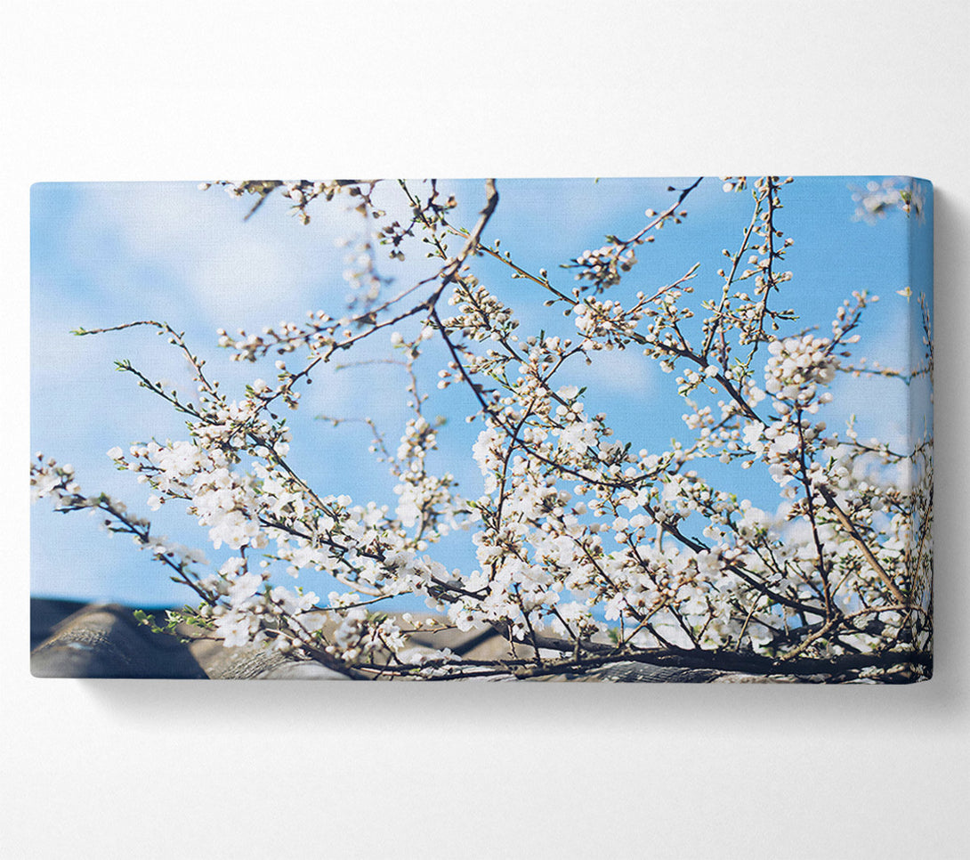  A Canvas Print of Blue Sky Blossoms Canvas Art