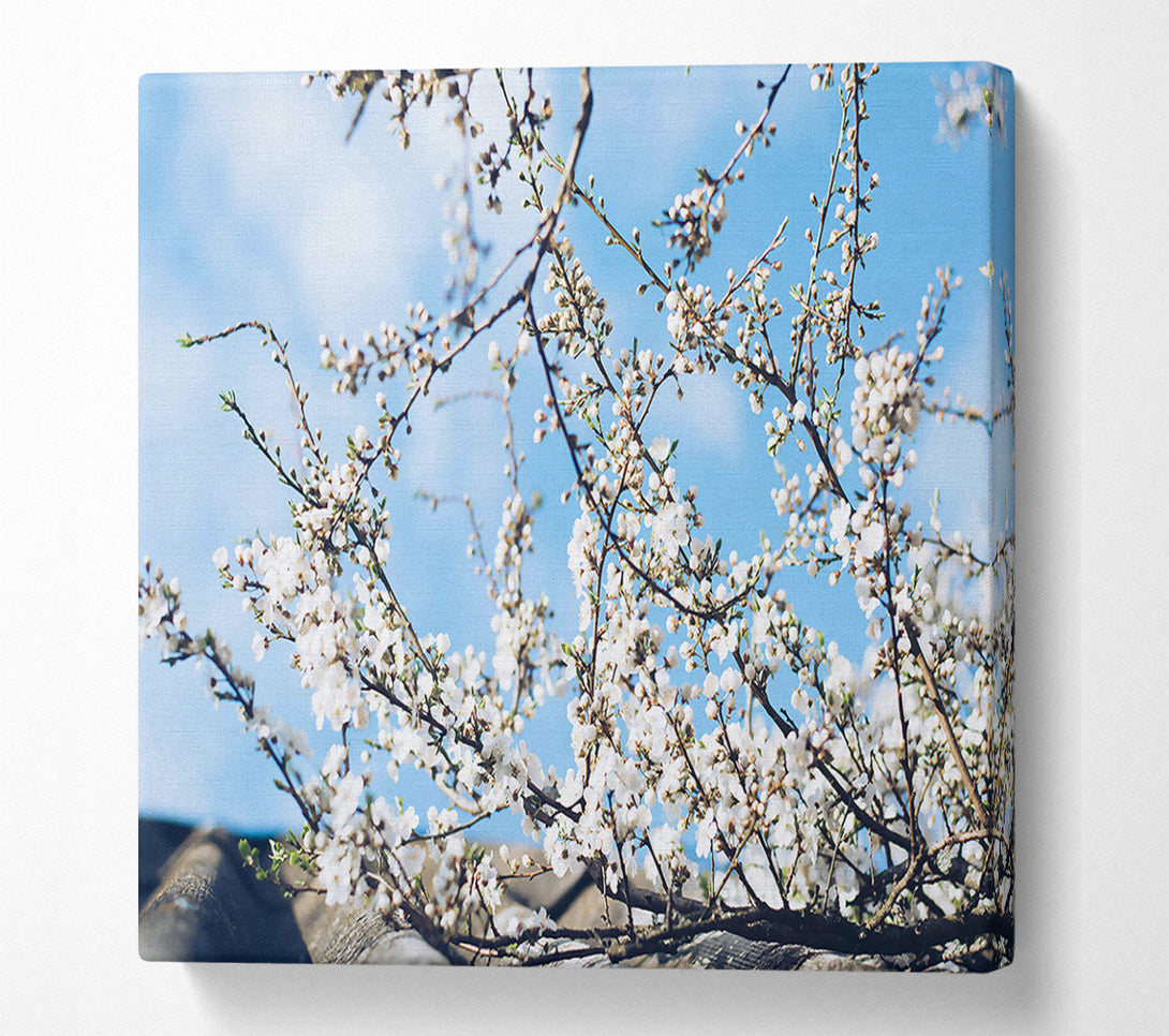  A Canvas Print of Blue Sky Blossoms Canvas Art