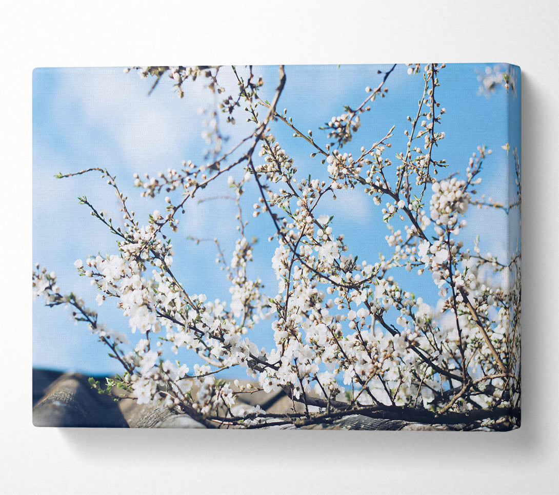  A Canvas Print of Blue Sky Blossoms Canvas Art