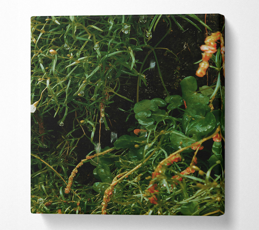  A Canvas Print of Emerald Dew Drops Canvas Wall Art