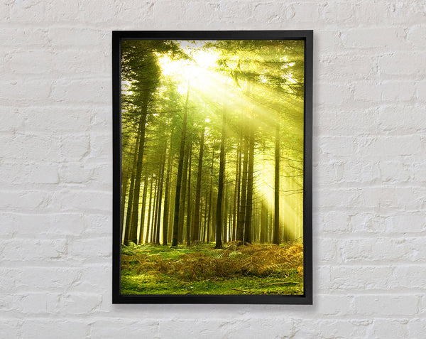 Green Woods Framed Print