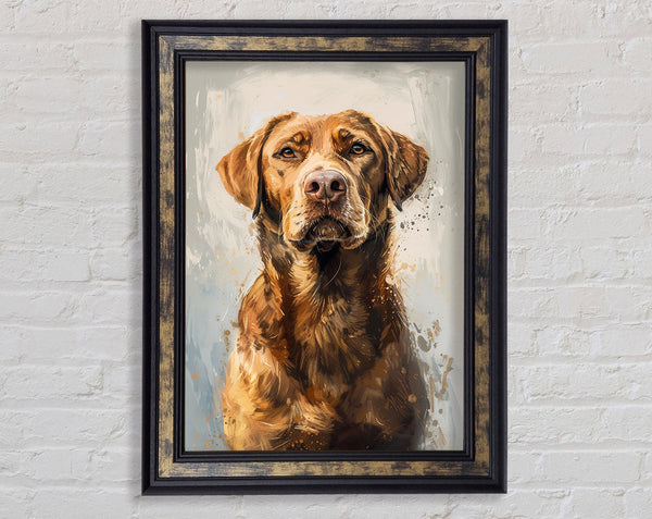 Handsome Retriever Framed Print