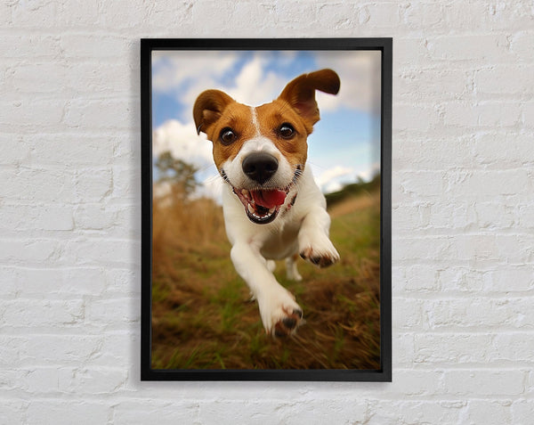 Jack Russell Jump Framed Print
