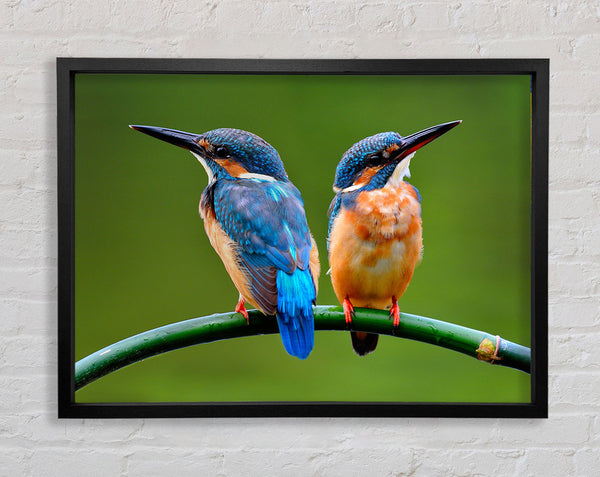 Kingfisher