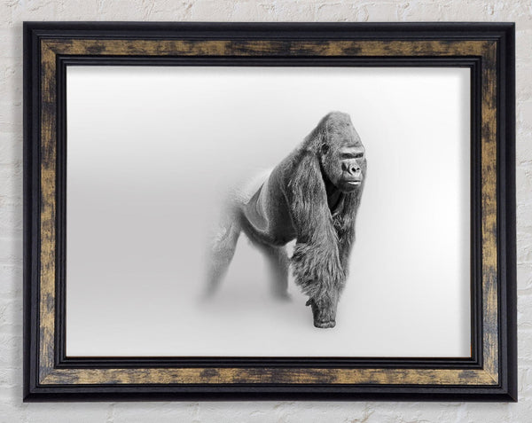 Misty Gorilla Framed Print