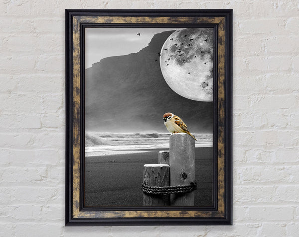 Moon Beach Bird Framed Print