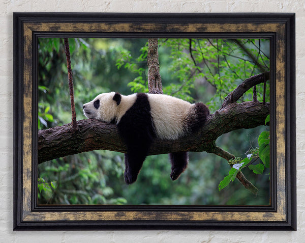 Panda Snooze Framed Print