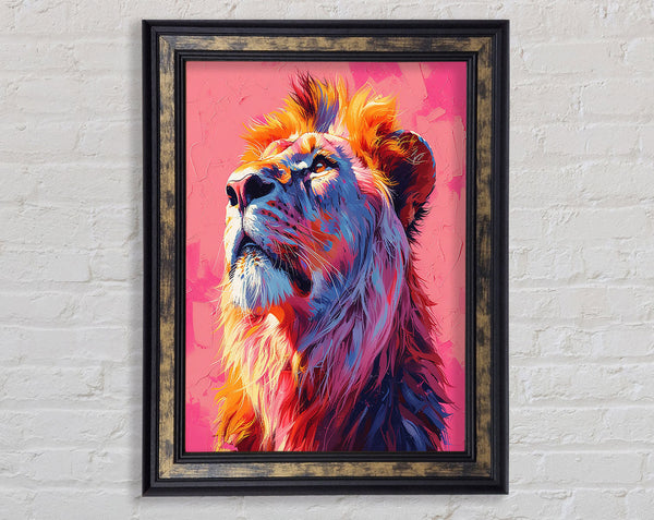 Pink Lion Stare Framed Print