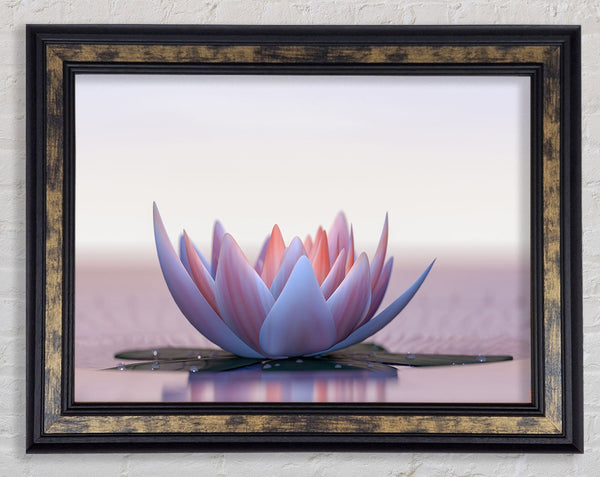 Pink Lotus Framed Print