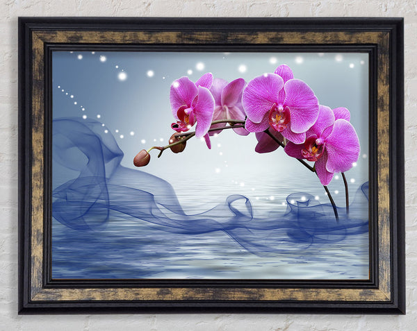Pink Orchid Arch Framed Print
